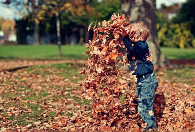 Benefits of Fall Yard Cleanups