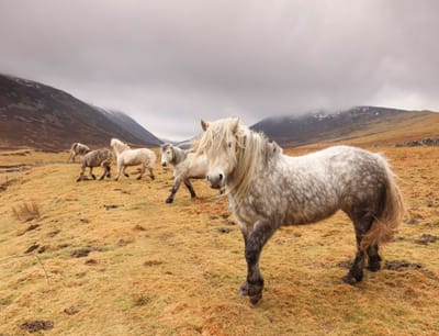 Cairngorms National Park image