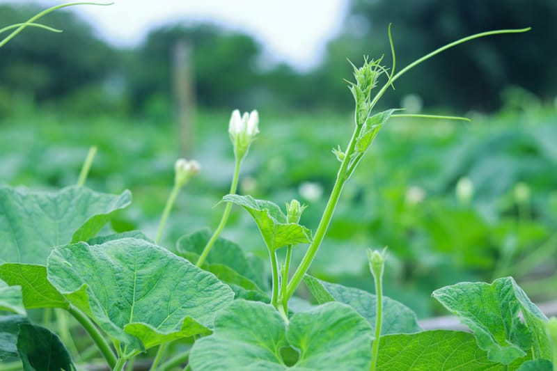 Agribusiness