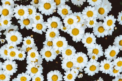 Daisy Chain
