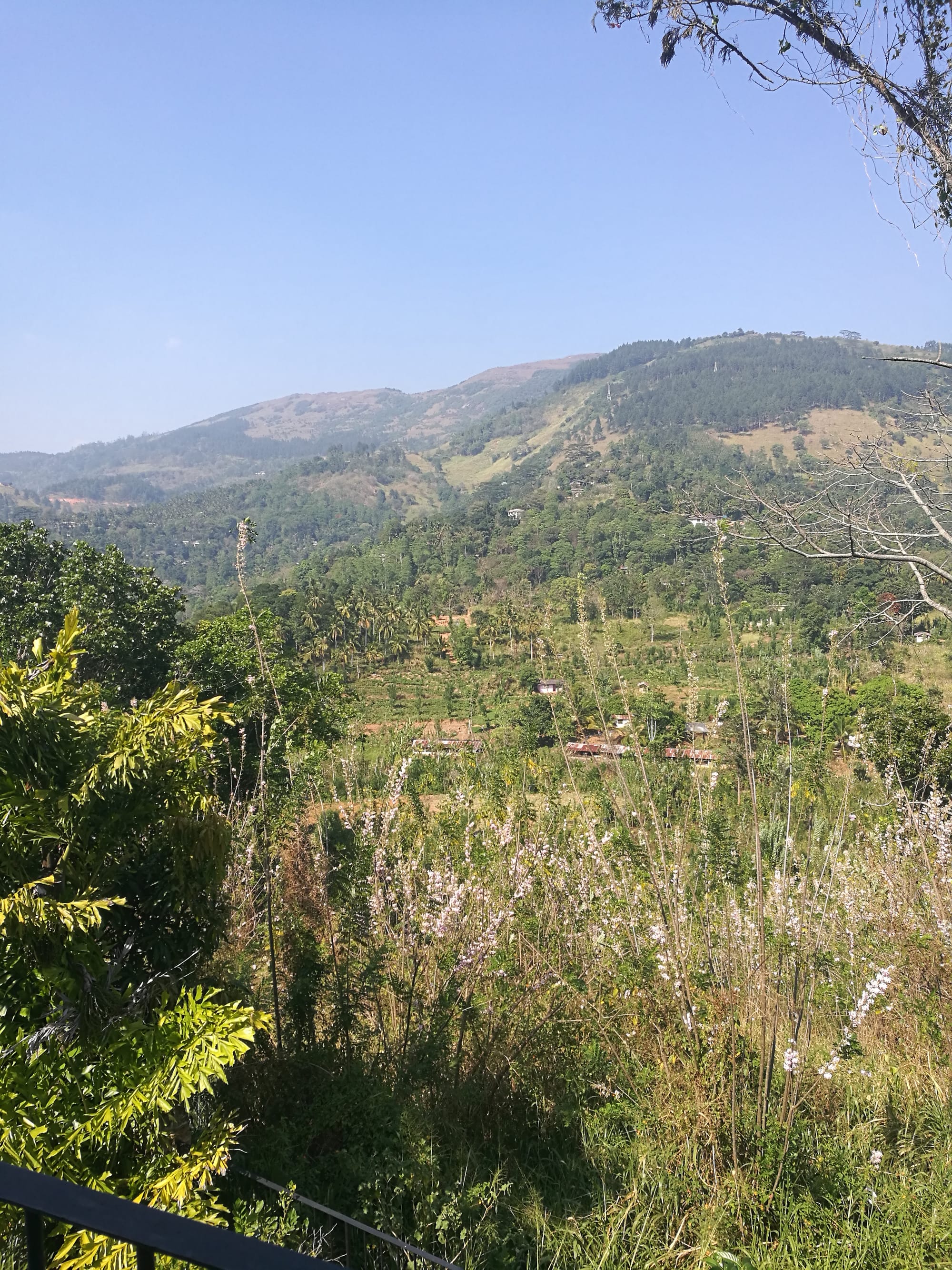 Ayurvedic Tour