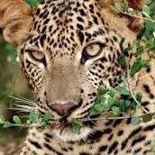 Wildlife Tours 7 Days 8 Nights Package