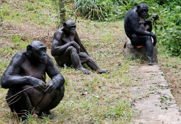 La RDC, deuxième front de la déforestation mondiale