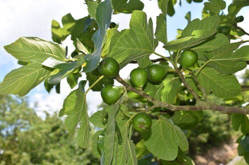 Des figues en avril !