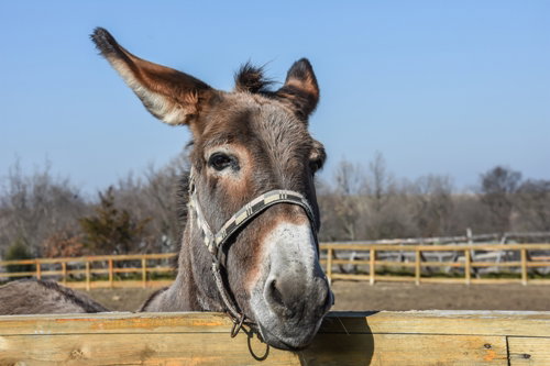 Tête de mule !