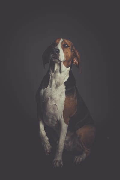 اسباب الخوف عند الكلاب