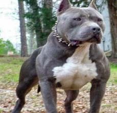 Pitbull الامريكان بيتبول