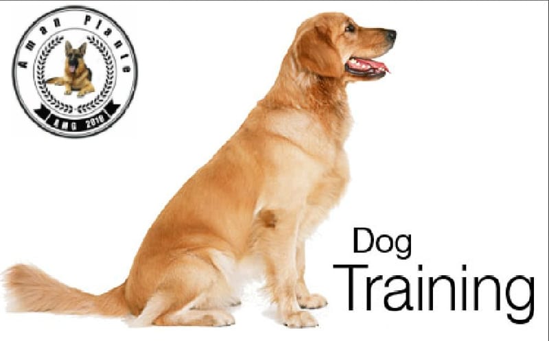 Dog Training