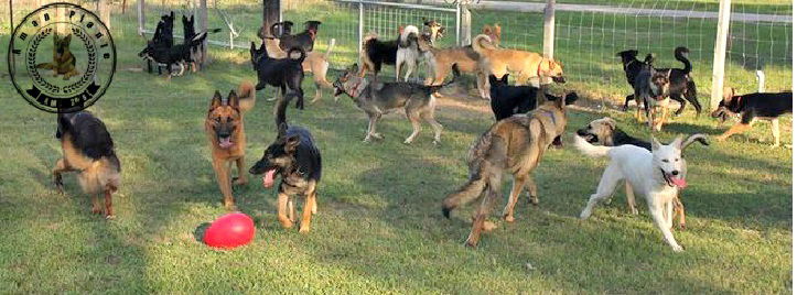 Hotel 4 Dog - استضافة