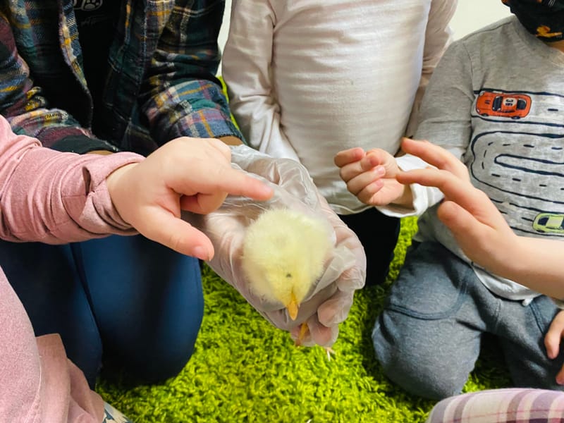 Nature in the classroom