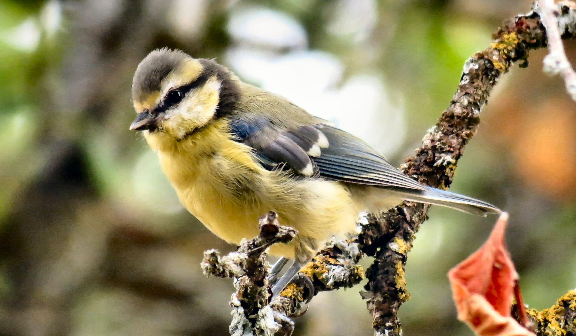 Mésange bleue