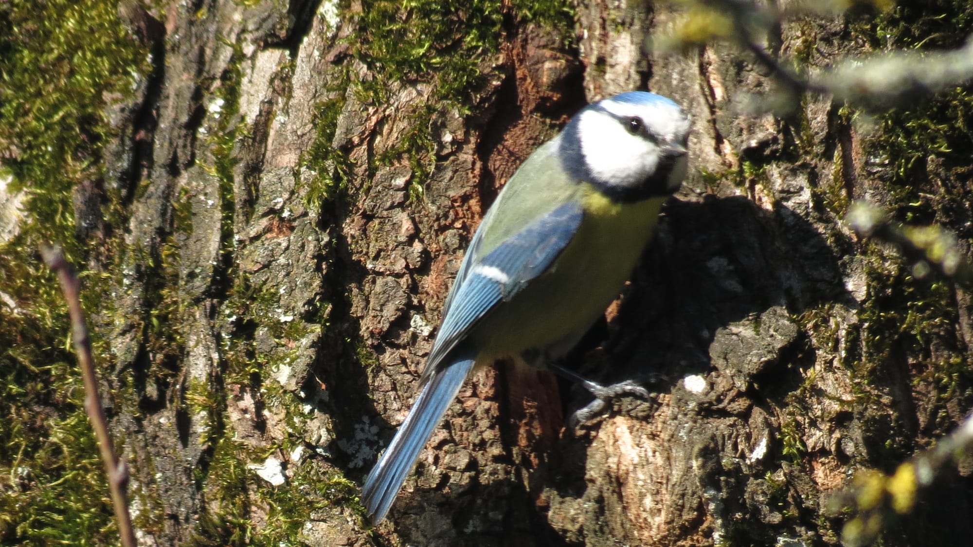 Mésange bleue