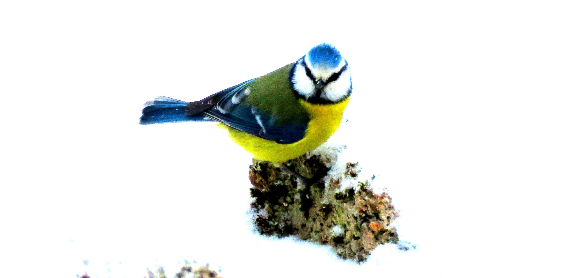 Mesange bleue.