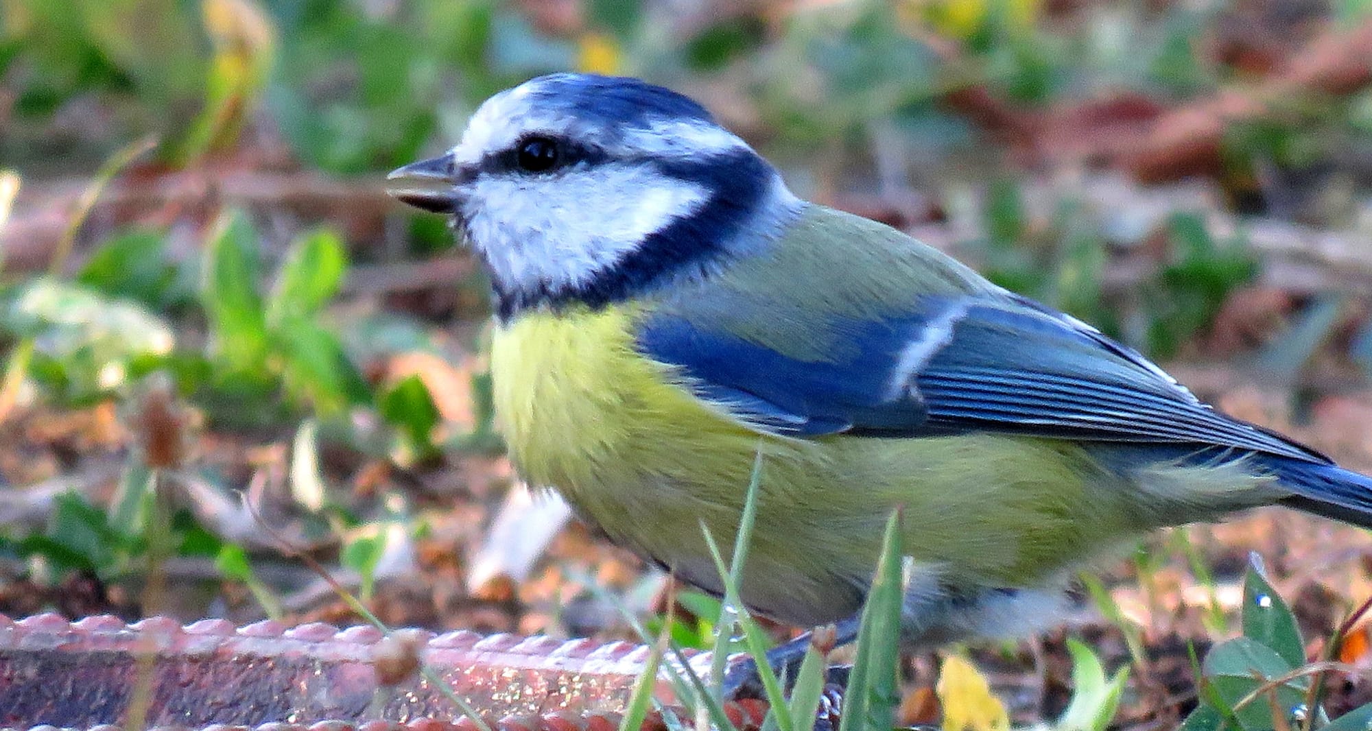 Mésange bleue