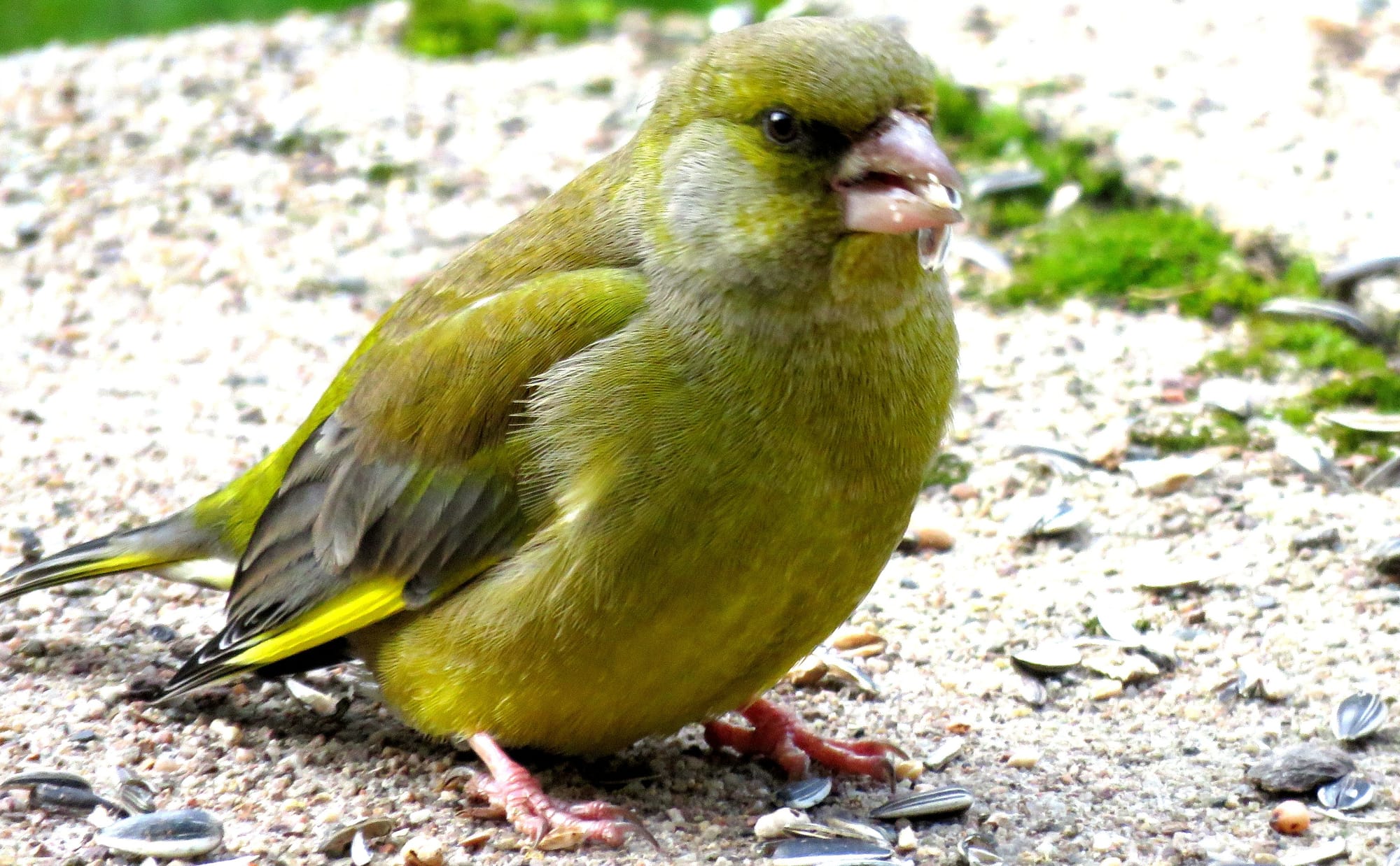 Verdier