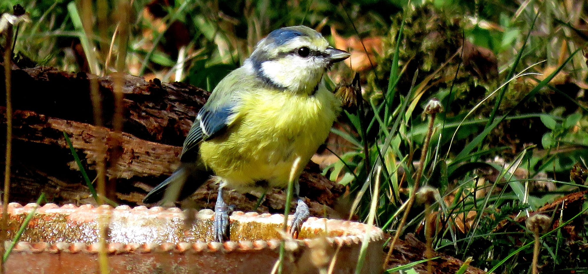 Mésange bleue