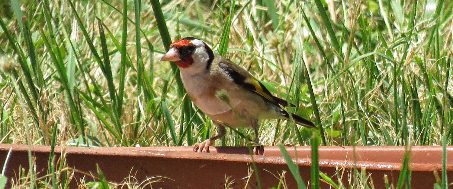 CHARDONNERET