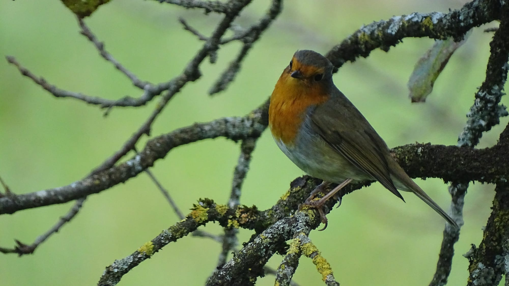 ROUGE GORGE