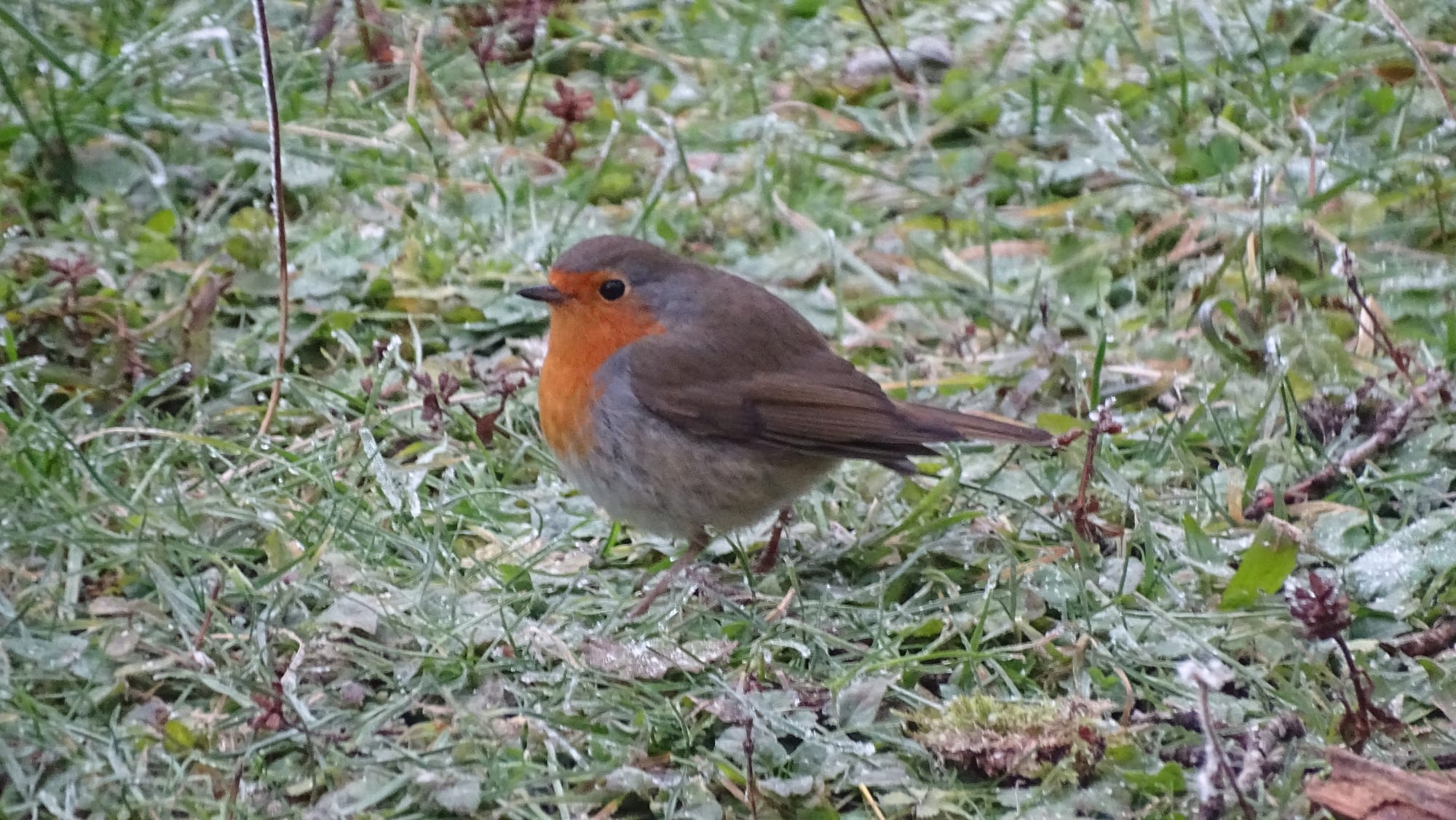 ROUGE GORGE