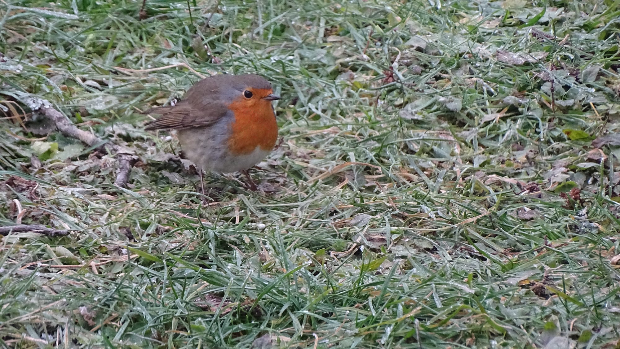 ROUGE GORGE