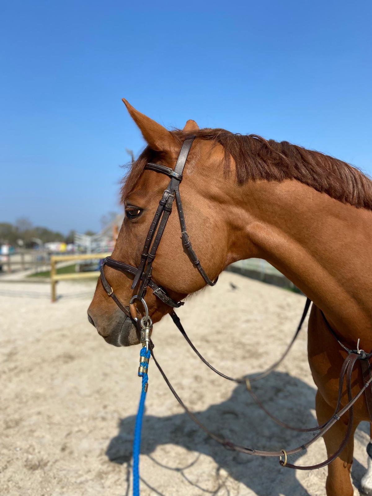 Gelding 10 years old