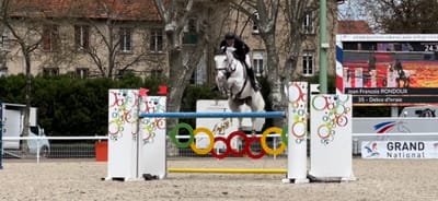 Gelding 10 years ready 1m40