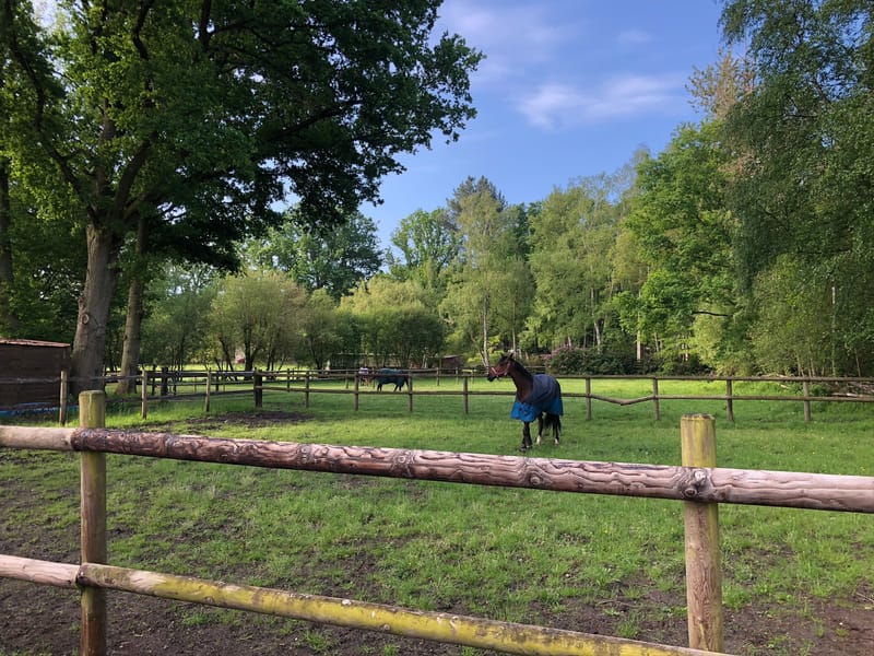 Pension Chevaux