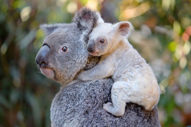 Australia, New Zealand