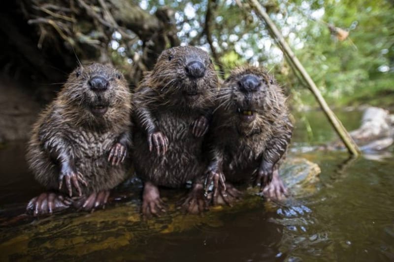 Animal de poder: El Castor