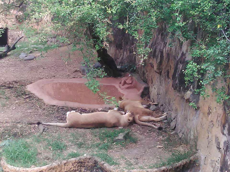 Leones