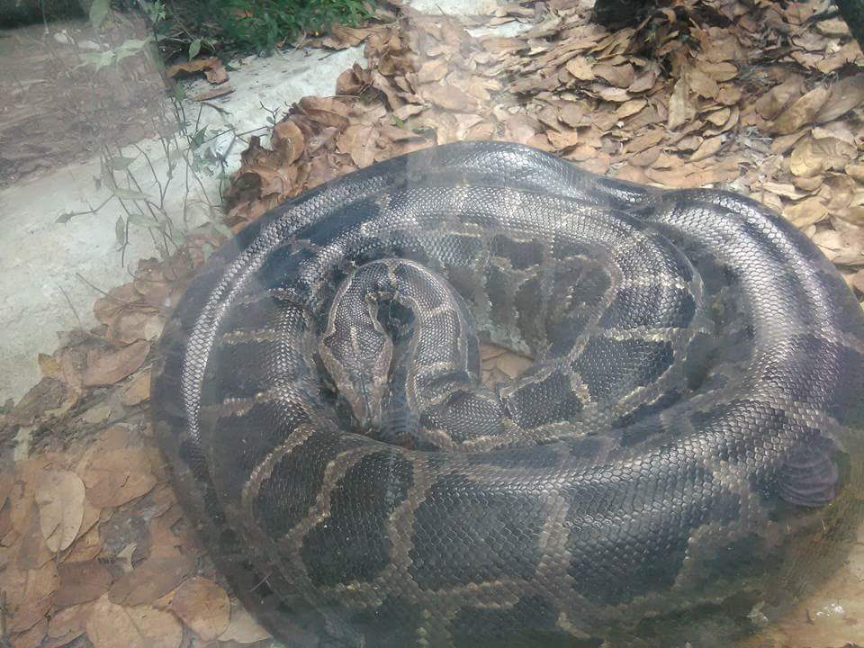 Boa constrictor