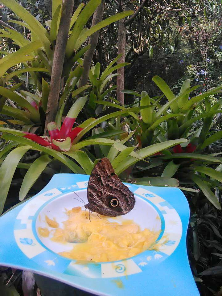 Mariposa