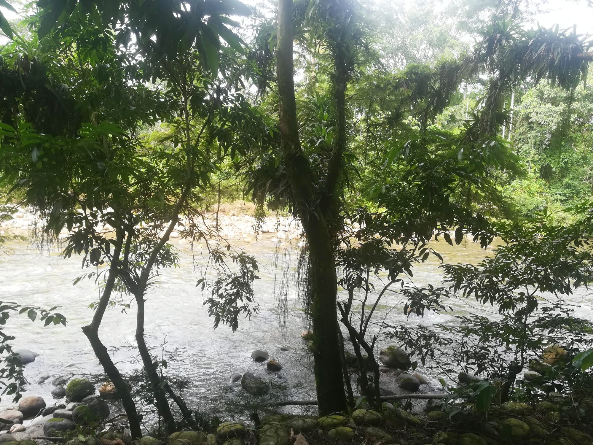 Río humadea