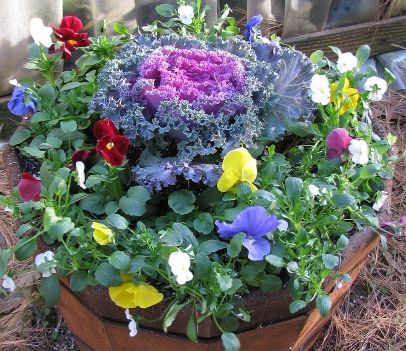 GUARANTEED PLANT REPLACEMENT