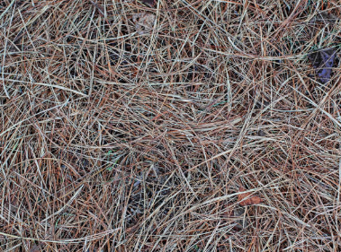 bestlandscapingguide image