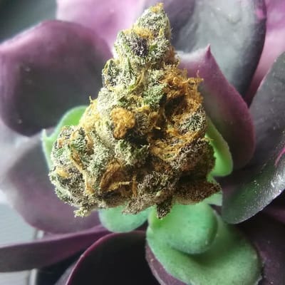 Best Sativa strain