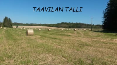 Taavilan Talli