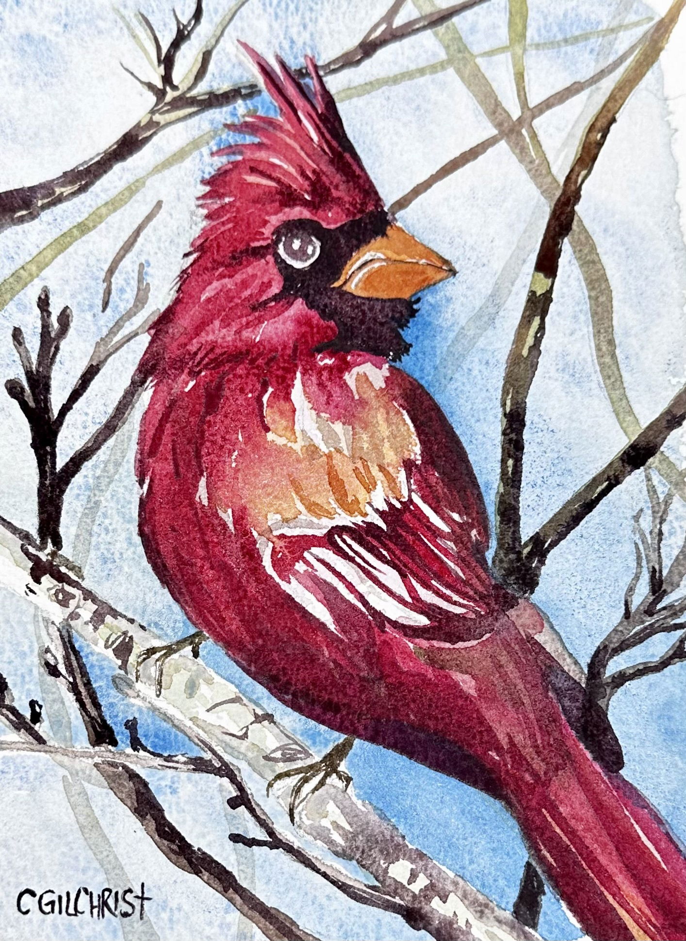 Winter Cardinal