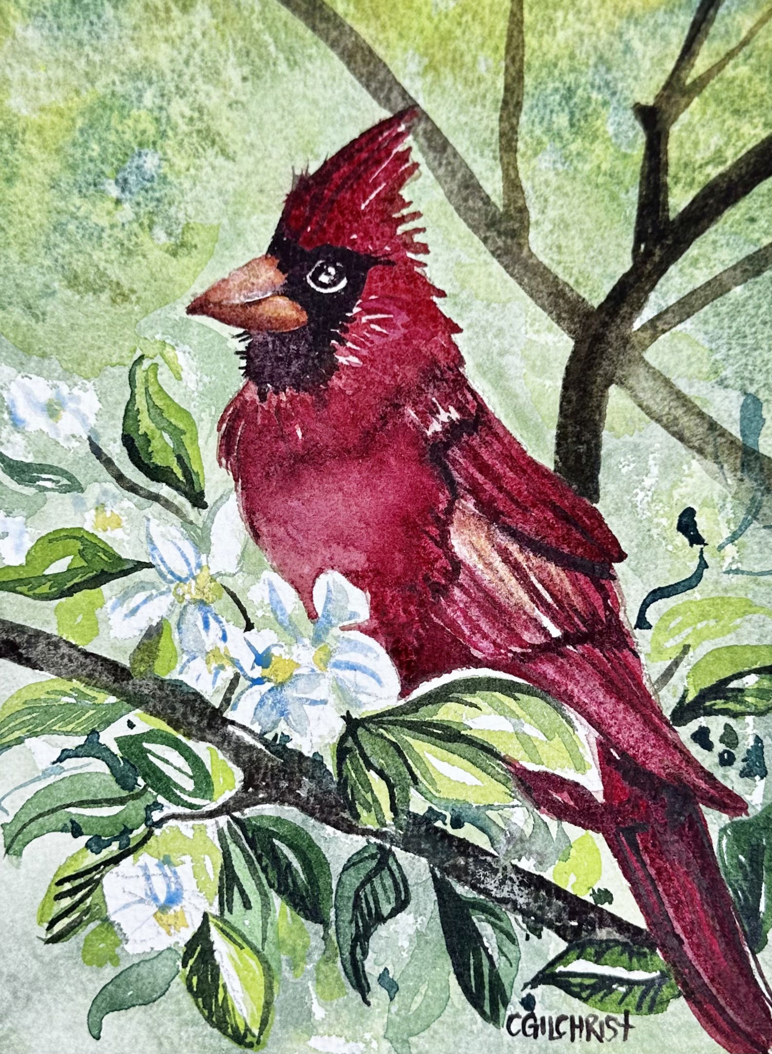 Cardinal on Magnolia Tree