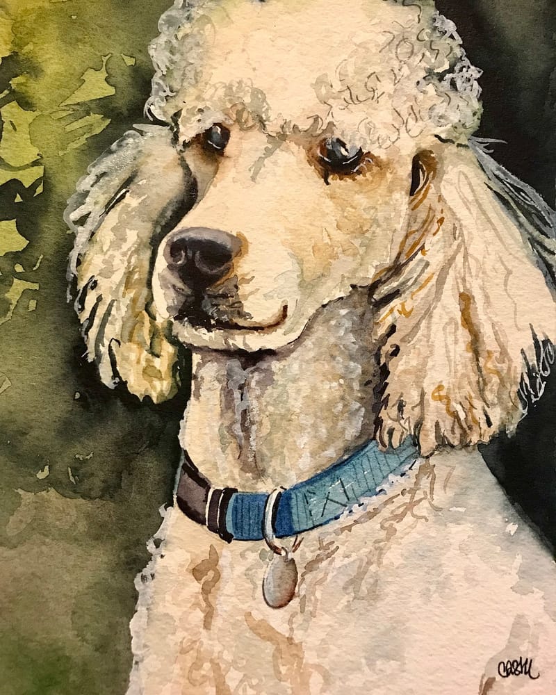 Pet Portraits