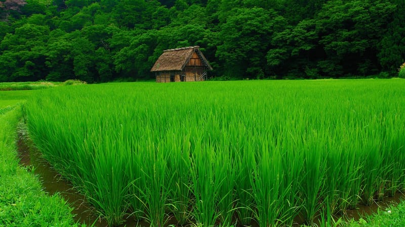 CM SEEDS PADDY(मुख्यमंत्री तीब्र बीज विस्तार योजना )