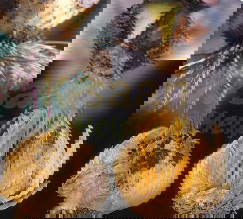 प्याज और लहसुन में लगने वाले रोग एवं निवारण