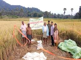 aachadan report rabi 2019-20