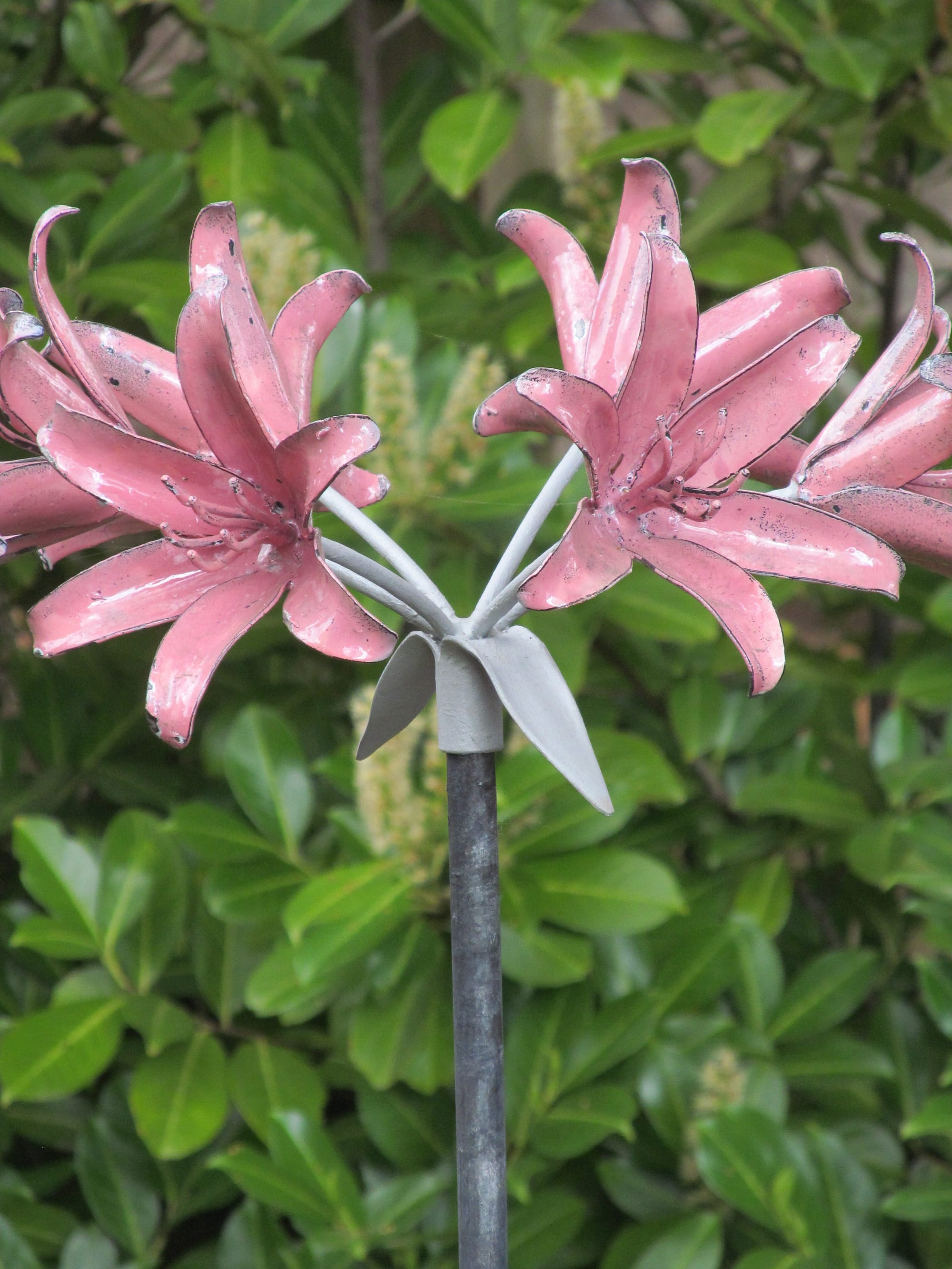 Nerine flowers