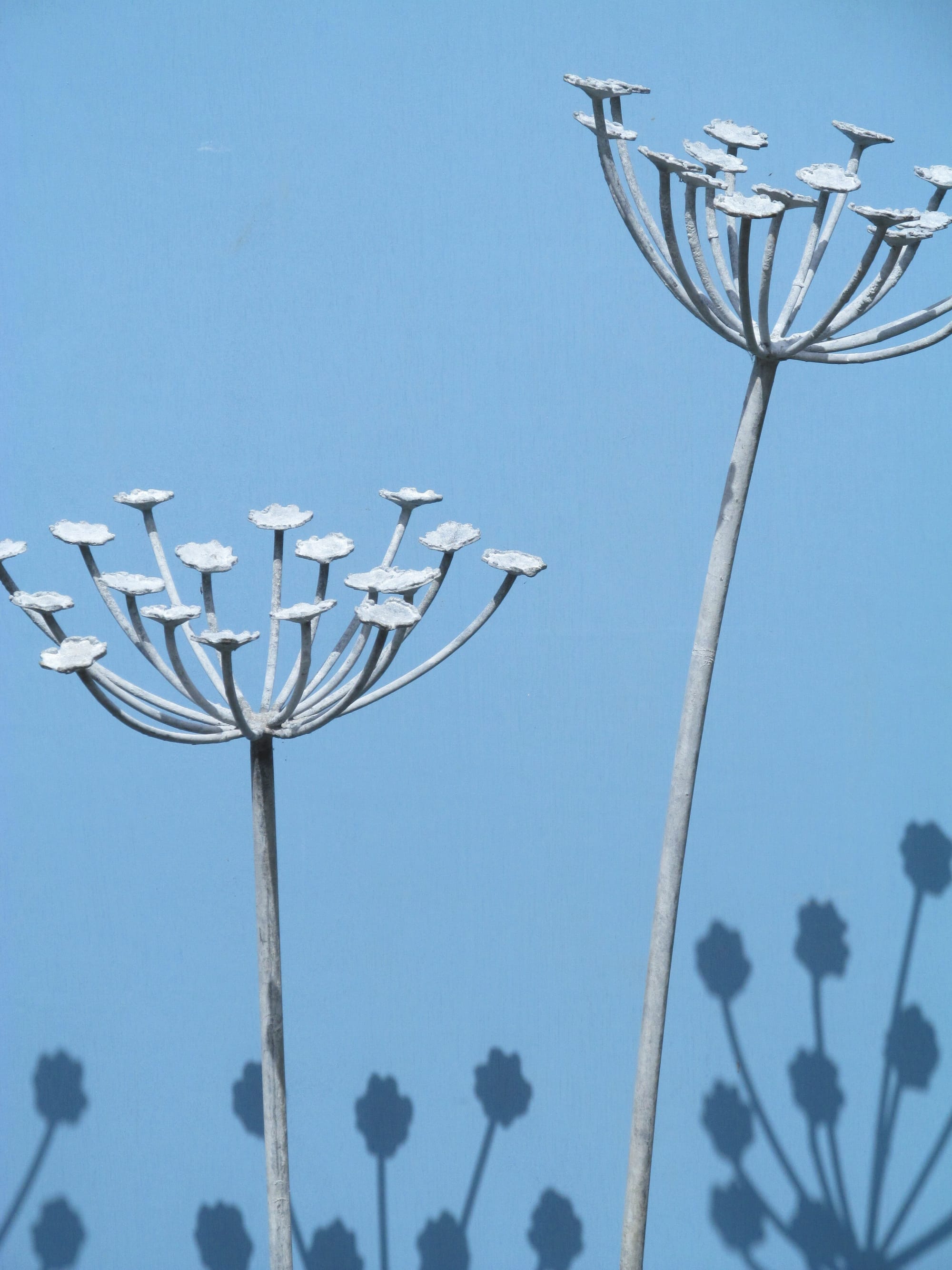 Seed Heads