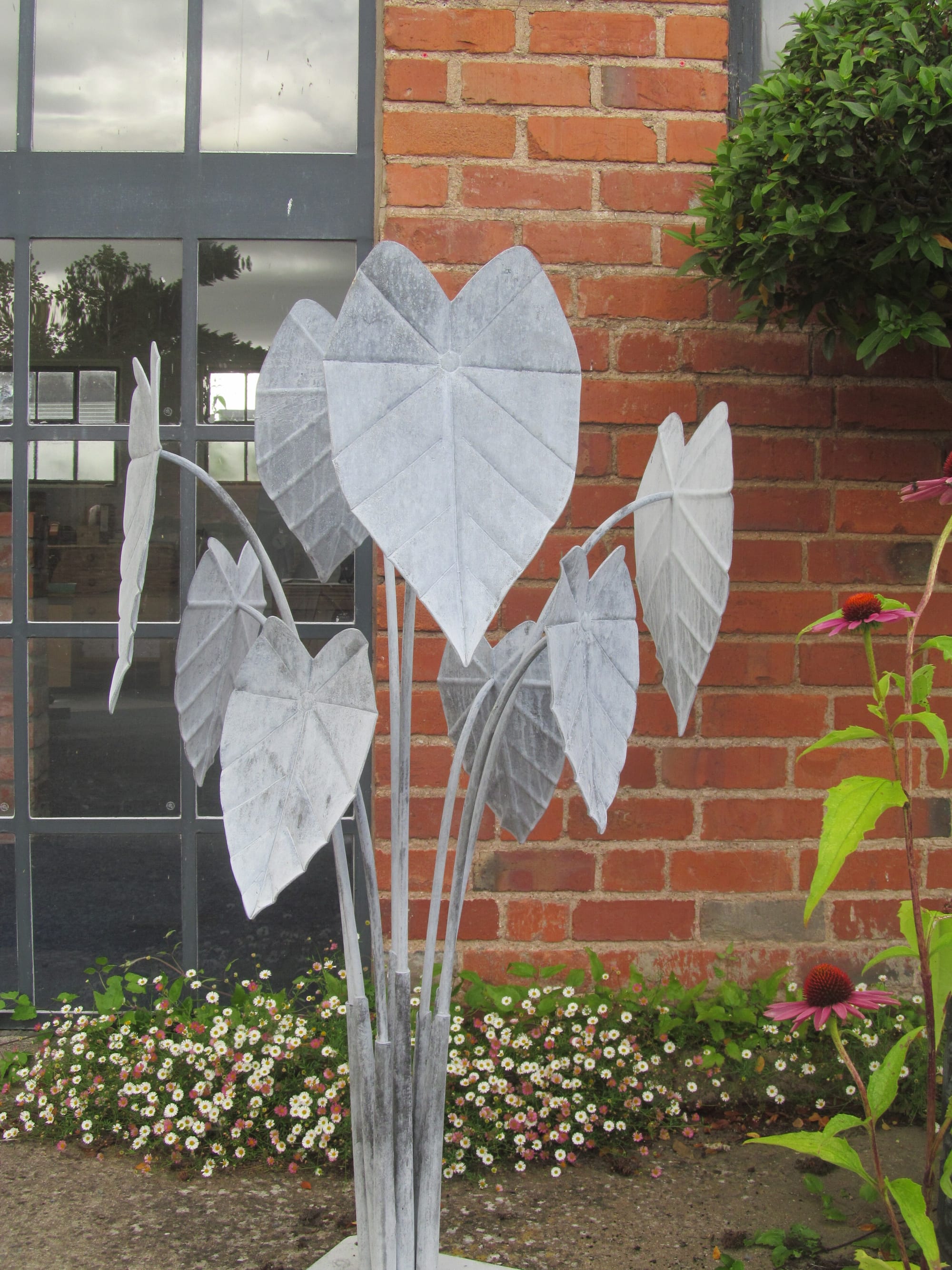 Colocasia with 8 leaves