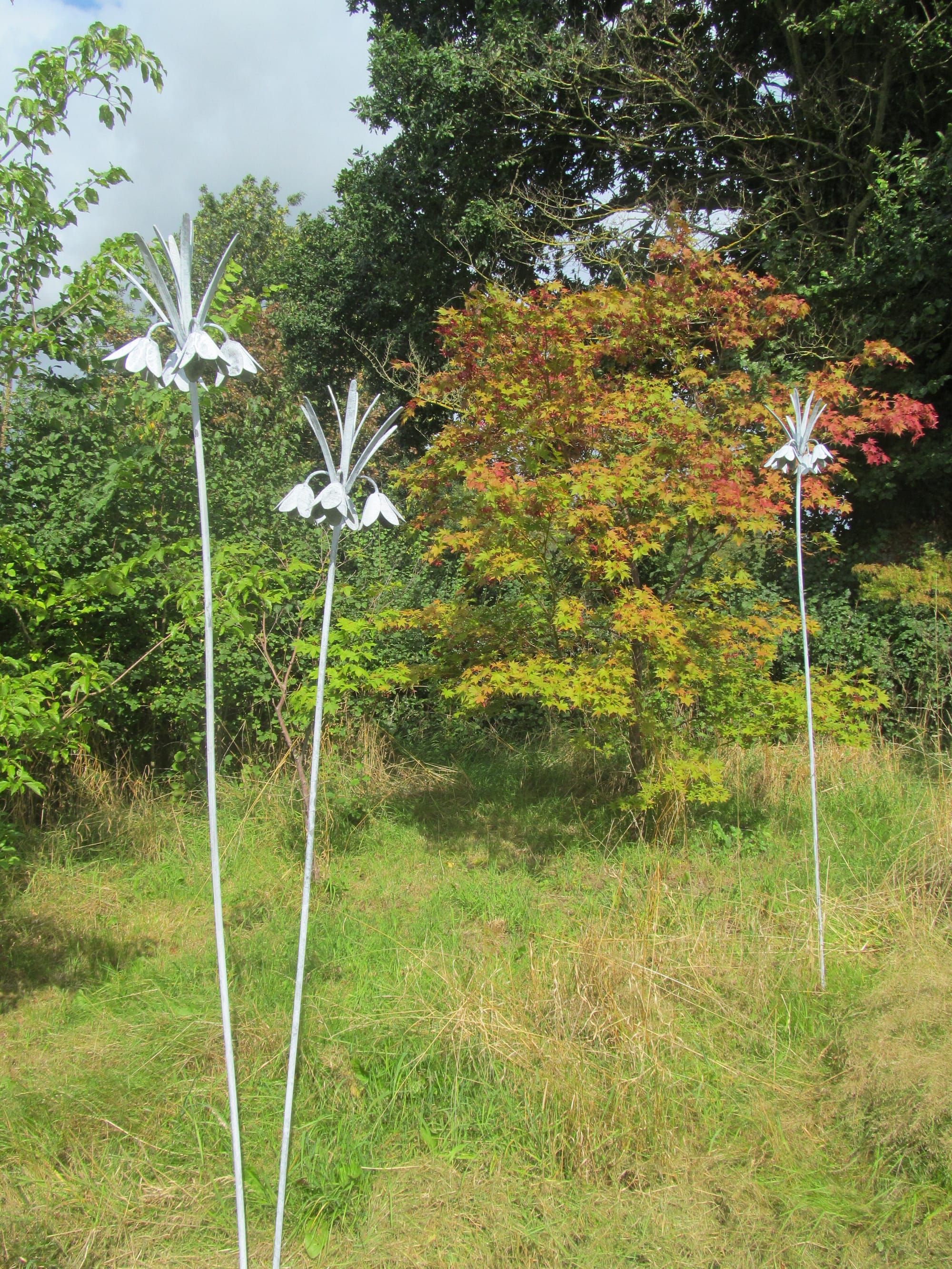 Crown Imperial Fritillaria Stems