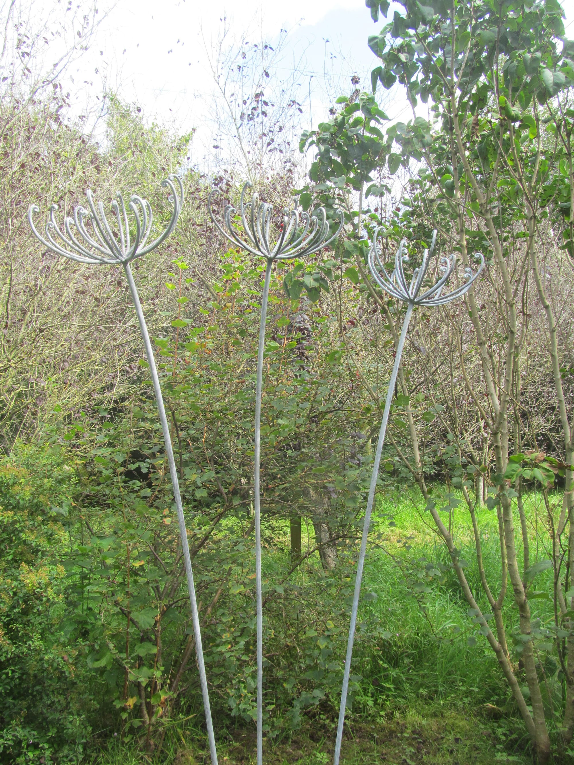 Curly Seed Heads