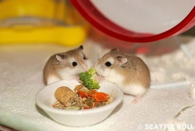 Controla tu veganismo