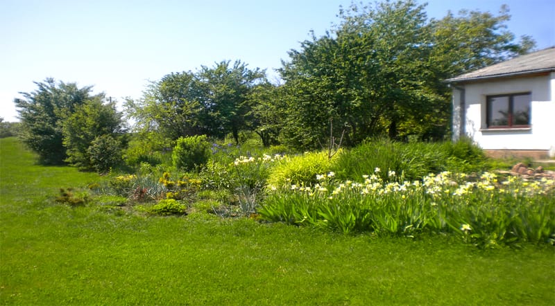 Naturalistic garden near the forest